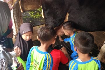 TK Al Maqofa Kenalkan ke Siswa Didik Peternakan Sapi Perah dan Perkebunan Sayur