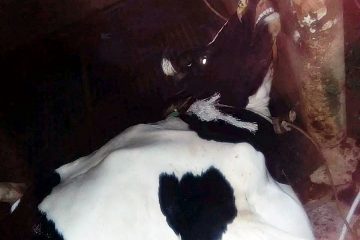 Penyakit Aneh Serang Ternak Sapi di Mulyaasih Desa Puncak, Sapi Alami Kelumpuhan dan Mulut Berbusa