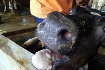 Ternak Sapi di Mulyaasih Desa Puncak Diserang Penyakit Aneh, Ini Penjelasan Kades